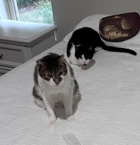 Critterkin Pet Care